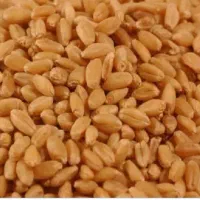 گندم بذری برات