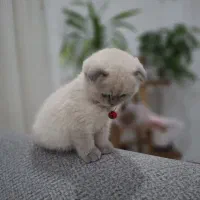 گربه اسکاتیش هیمالین