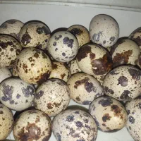 فروش تخم بلدرچین اول متنوبخونیدبعدپیام بدید