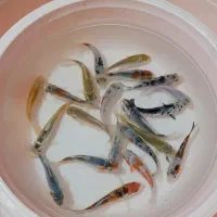 ماهی کوی|ماهی|لاهیجان, حاجی آباد|دیوار