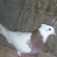 کفتر طوقی سوسکی