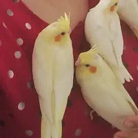 جوجه عروس لوتینوچشم شرابی زعفرونی تازه دونخور|پرنده|قم, باغ شریفی|دیوار