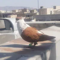 کبوتر چادوری با کبوتر ظاق
