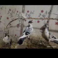 دوعدد ابلغ کرمانی تمیز|پرنده|سراوان, |دیوار