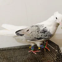 کبوتر پشتی هفترنگ معاوضه با جوجه گیرینچیک|پرنده|مشهد, انقلاب|دیوار