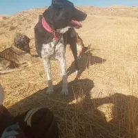 سگ نژاد دار|سگ|گهواره, |دیوار