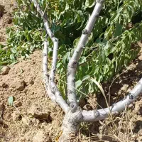 فروش چوب باغی حدودا ۸۰۰ تا درخت