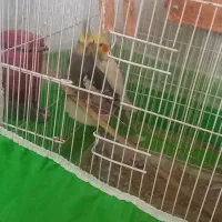 پرنده عروس هلندی