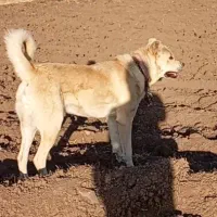 از نسل جو میانه 19ماهه