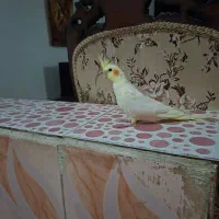 فروش عروس هلندی ،نر و ماده|پرنده|بندر گز, |دیوار