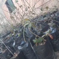نهال تمشک