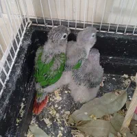 جوجه گرینچیک یلوساید سرلاکی