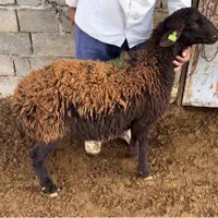 بره قوچ و شیشک قوچی همو شناسنامه دار|حیوانات مزرعه|مشهد, کوثر|دیوار