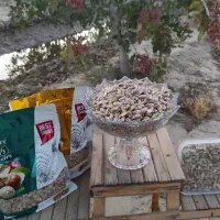 مغز پسته اکبری اعلاء امسالی محصول کشاورز|خوردنی و آشامیدنی|مشهد, کوه سنگی|دیوار