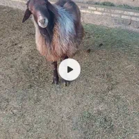 قوچ همو به شرط