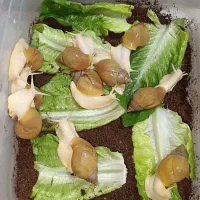 حلزون آرایشی