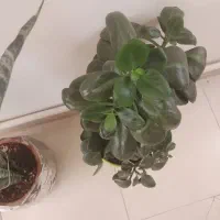 انواع گل با قیمت مناسب|گل و گیاه طبیعی|هشتگرد, فاز ۲ مهستان|دیوار