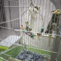 عروس هلندی جفت مولد|پرنده|شاهین‌شهر, فردوسی|دیوار