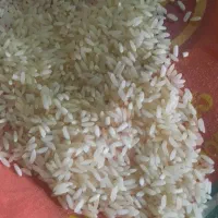 برنج خارجی دانه بلند با نیمدانه سونا ماسوری|عمده‌فروشی|شادگان, |دیوار