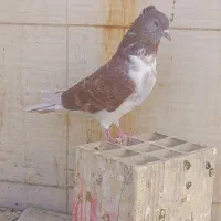کفتر جوجه پرش بالا|پرنده|قم, پردیسان|دیوار