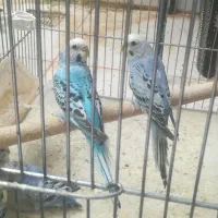 مرغ عشق بالغ و جوجه برا دستی