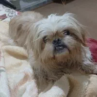 سگ شیتزو گمشده