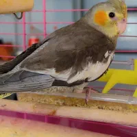 عروس هلندی گم شده|پرنده|محمدشهر, جعفرآباد|دیوار