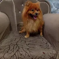 سگ نژاد دار واگذاری|سگ|مهریز, |دیوار