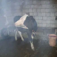 کوساله سمینتال|حیوانات مزرعه|محمدبار, |دیوار