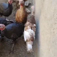 بوگلمو محلی|حیوانات مزرعه|شوط, |دیوار