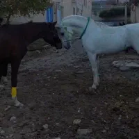 اسب عرب خالص ایرانی سفید و زیبا