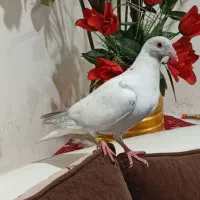 جوجه پلاکی هیچ پر|پرنده|اهواز, منبع اب|دیوار