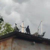 کبوتر. کفتر به شرط