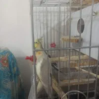 یک جفت عروس هلندی بایه جوجهچندروزه ویک عددکوتوله|پرنده|آذرشهر, |دیوار