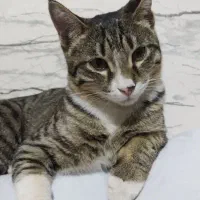 گربه گمشده مژدگانی