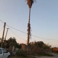 پالم|گل و گیاه طبیعی|ساری, |دیوار