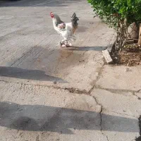 خروس برهما ۲عدد