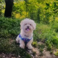 واگذاری رایگان سگ