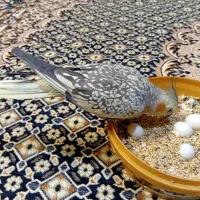 ماده عروس هلندی