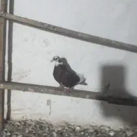 کبوتر غریب گیری