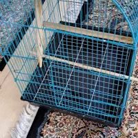 عروس هلندی نر ماده مرغ عشق کاسکو طوطی|پرنده|ری, صفاییه (چشمه علی)|دیوار