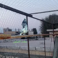 فروش کبوتر|پرنده|بندرعباس, |دیوار