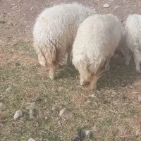 بره فروشی