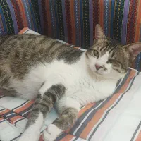 واگذاری گربه|گربه|سنگر, |دیوار