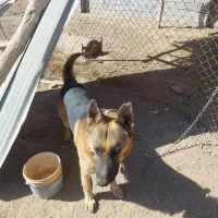 سگ ژرمن بسیار هوشیار و زبون فهم|سگ|شهر بابک, |دیوار