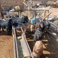 فروش بز کهره دار جوان|حیوانات مزرعه|مرودشت, رامجرد یک|دیوار