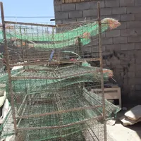 قفس مناسب کبک، بلدرچین