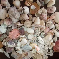 کلکسیون صدف و سنگ
