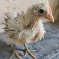 جوجه زیبا و سلامت