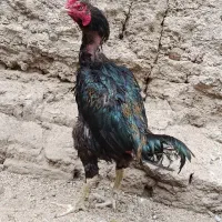 خروس لاری